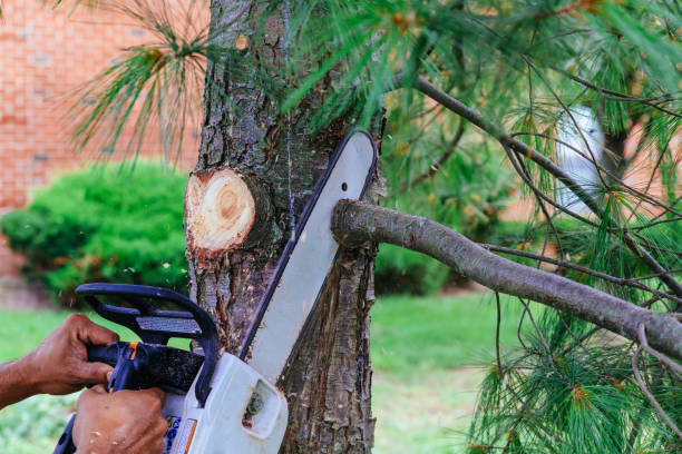 Best Tree Trimming Near Me  in Mountain Home, AR